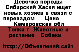 !Девочка,породы Сибирский Хаски ищет новых хозяев в связи с переездом.. › Цена ­ 3 500 - Кемеровская обл., Топки г. Животные и растения » Собаки   
